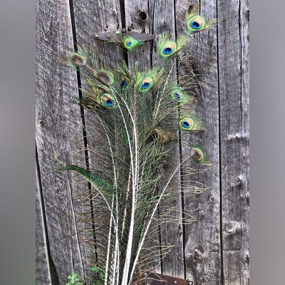 AUTHENTIC Peacock Feathers - Picture 11 of 14